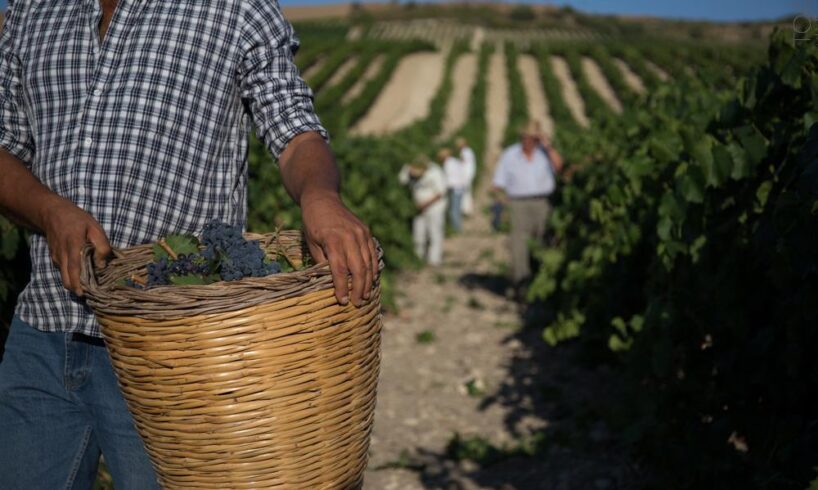Al via la vendemmia in Sicilia: qualità in crescita. Sull’Etna raccolta regolare e di ottima qualità