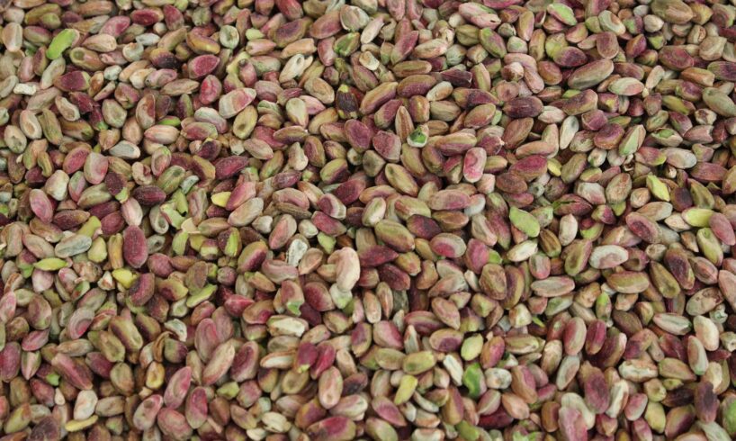 Bronte, raccolta del pistacchio al via tra le polemiche: emergenza idrica e disagi nelle campagne