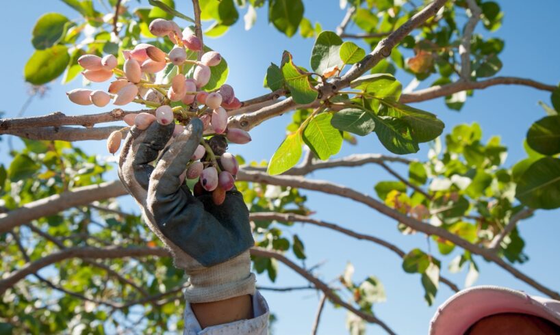 Bronte, al via la raccolta del pistacchio: Firrarello chiede al Prefetto sorveglianza speciale contro i furti