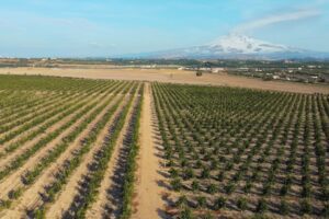 Catania, la Piana ferita: il vento gela le speranze degli agrumicoltori. L’allarme di Confagricoltura