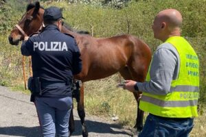 Catania, esclusi maltrattamenti per il cavallo morto in viale Doria: la causa è un ictus