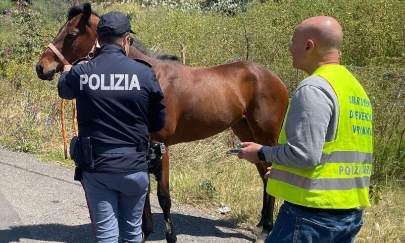 Catania, esclusi maltrattamenti per il cavallo morto in viale Doria: la causa è un ictus