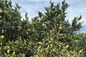 Maltempo in Sicilia orientale, Confagricoltura Catania chiede lo stato di calamità: danni fino all’80% per agrumeti e oliveti