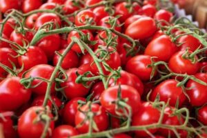 “Allarme ingiustificato”: i produttori siciliani difendono l'eccellenza dei pomodorini