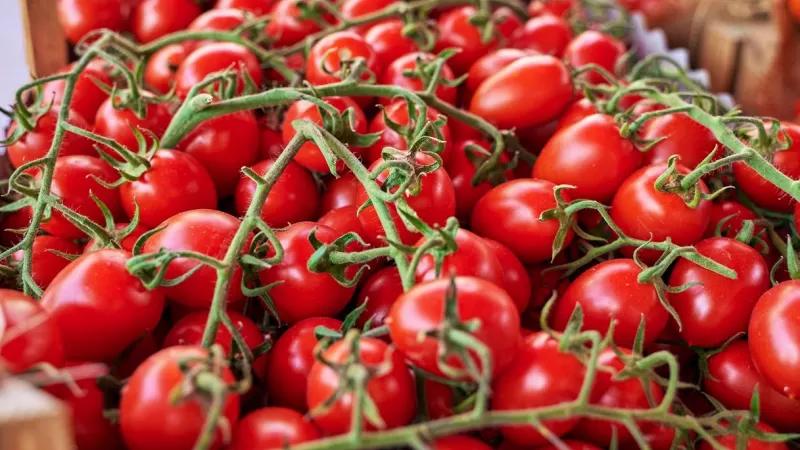 “Allarme ingiustificato”: i produttori siciliani difendono l'eccellenza dei pomodorini