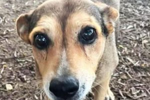 Regione Siciliana parte civile per l’uccisione a Siracusa della cagnolina Timida: legata ai binari e decapitata