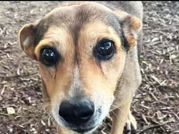 Regione Siciliana parte civile per l’uccisione a Siracusa della cagnolina Timida: legata ai binari e decapitata