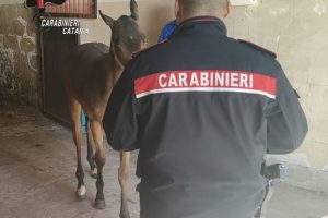 S. M. di Licodia, sequestrato cavallo in allevamento abusivo: denunciato il proprietario 34enne