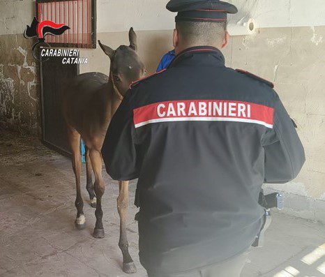S. M. di Licodia, sequestrato cavallo in allevamento abusivo: denunciato il proprietario 34enne