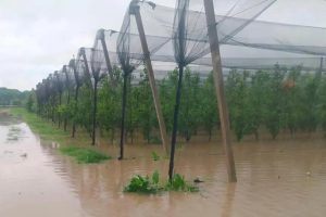 Maltempo flagella la Sicilia orientale, Confagricoltura lancia l’allarme: “Nuova emergenza per le campagne”