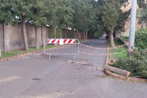 Ciclone Harry, alberi pericolanti a Paternò: chiusi viale degli Svevi e scalinata storica
