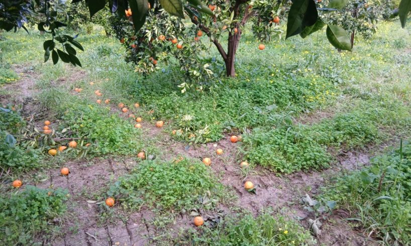 Allarme agrumi a Catania, uragano Harry devasta i raccolti: il grido d’allarme di Pannitteri