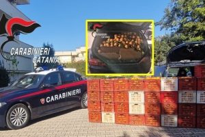 Ramacca, sventato maxi furto di arance: 54enne arrestato. Recuperate 1,5 tonnellate di agrumi