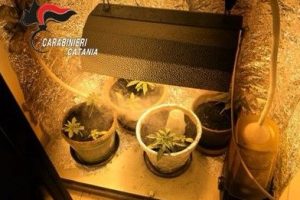 Catania, lite per la finestra rotta: in casa i Carabinieri scoprono una serra hi-tech nell'armadio
