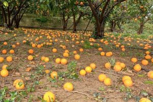 Confagricoltura lancia l'allarme: "Agrumicoltori etnei in ginocchio tra siccità e cicloni"