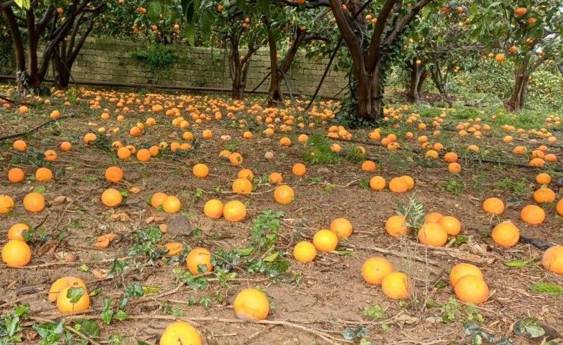 Confagricoltura lancia l'allarme: "Agrumicoltori etnei in ginocchio tra siccità e cicloni"