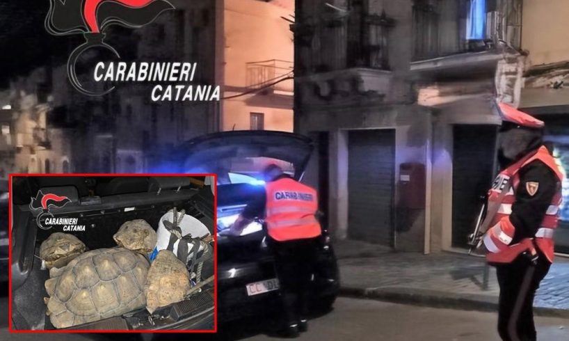 Motta S. Anastasia, tartarughe protette e arnesi da scasso nel cuore della notte: due denunciati