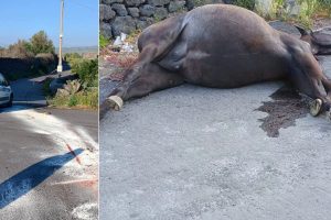 Paternò, cavalla scappata dalla stalla investita lungo la statale: nessun microchip, indagini per risalire al proprietario