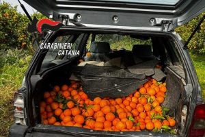 Mineo, arance rubate con le “cammisedde”: trio di catanesi incastrato da un passante. 500 kg sequestrati