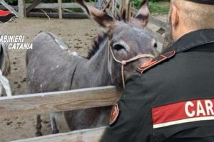 Furto d'asini a Piedimonte Etneo, l'Arma li rintraccia in un "recinto sospetto": due denunciati