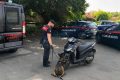 Paternò, cane antidroga trova 16 g di marijuana nel sellino di uno scooter: 25enne denunciato