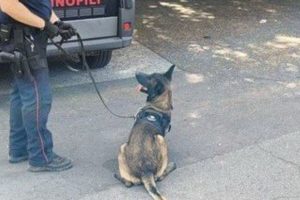 Paternò, marijuana e bilancino nella lavanderia di casa: denunciato 42enne
