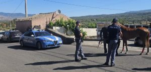 Paternò e Adrano, corse clandestine di cavalli nel mirino: due animali sequestrati, multe fino a 6.500 euro