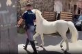 Catania, corse clandestine e cavalli maltrattati: 50 agenti in azione tra Librino e San Cristoforo. Sequestrati 13 animali (VIDEO)