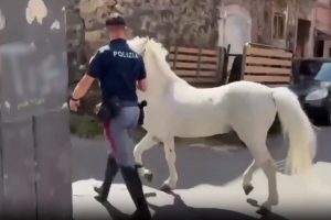 Catania, corse clandestine e cavalli maltrattati: 50 agenti in azione tra Librino e San Cristoforo. Sequestrati 13 animali (VIDEO)