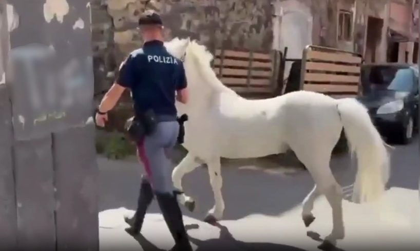 Catania, corse clandestine e cavalli maltrattati: 50 agenti in azione tra Librino e San Cristoforo. Sequestrati 13 animali (VIDEO)