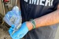 Paternò, 23enne denunciato con 11 g di marijuana: a casa bilancini e 530 euro