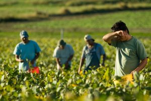 Il fiore e la polvere: Paternò, gli stagionali e il paradosso di una comunità supplente
