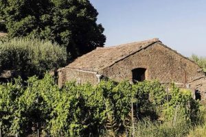 Il fiore e la polvere: Paternò, gli stagionali e il paradosso di una comunità supplente