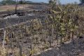Piromane in azione a Zafferana Etnea: distrutti vigneti e coltivazioni. Confagricoltura: "Servono condanne esemplari"