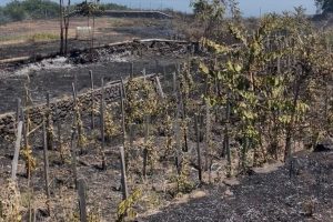Piromane in azione a Zafferana Etnea: distrutti vigneti e coltivazioni. Confagricoltura: "Servono condanne esemplari"