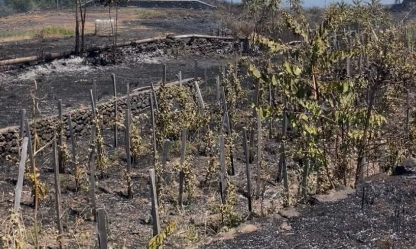 Piromane in azione a Zafferana Etnea: distrutti vigneti e coltivazioni. Confagricoltura: "Servono condanne esemplari"