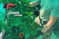 Paternò, serra della droga nascosta tra gli alberi: rinvenute 24 piante di cannabis e 2 kg di marijuana