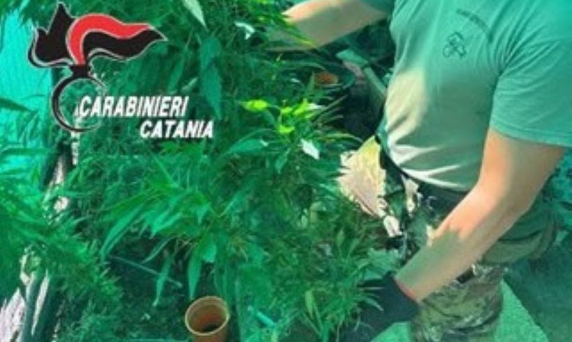 Paternò, serra della droga nascosta tra gli alberi: rinvenute 24 piante di cannabis e 2 kg di marijuana